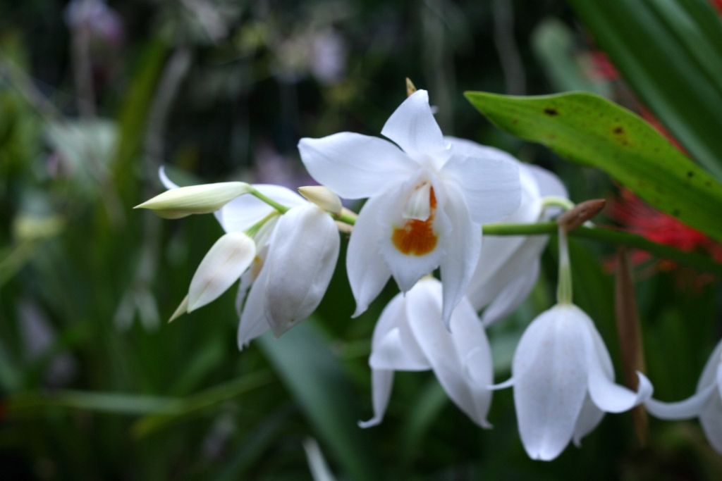 Le hoi hoa lan