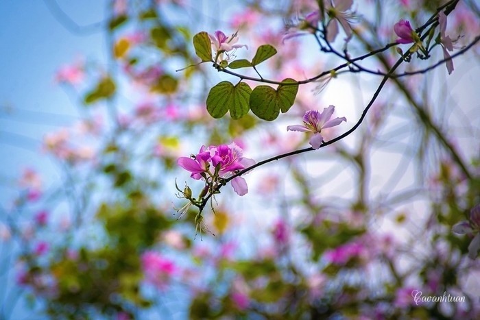Hoa ban sở hữu vẻ đẹp quyến rũ lữ khách du lịch Hà Nội