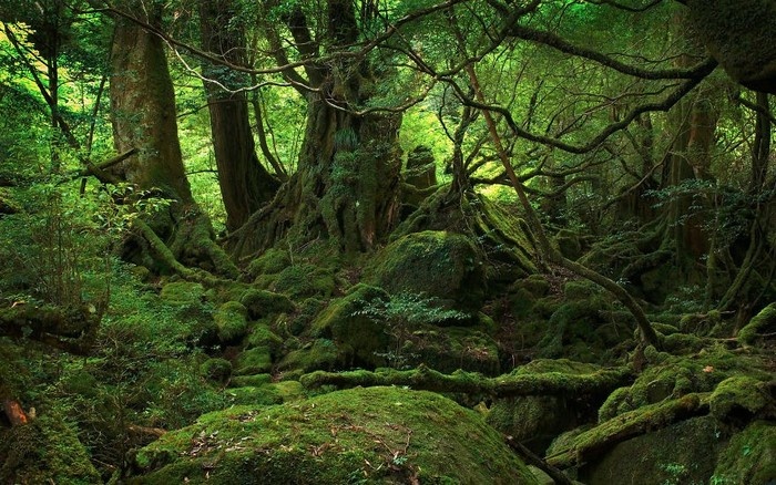  Rêu phong phủ kín trong rừng Yakushima, Nhật Bản.