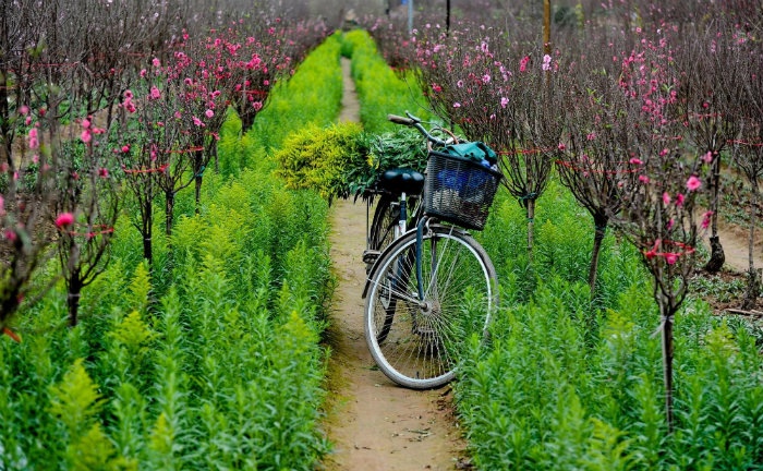 Khu vườn mùa xuân Hà Nội