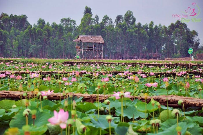 hoa sen