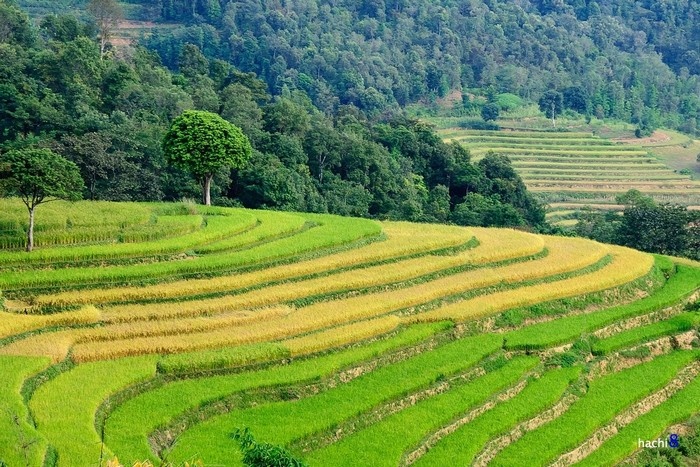 Những sóng lúa Xín Mần dần chuyển vàng