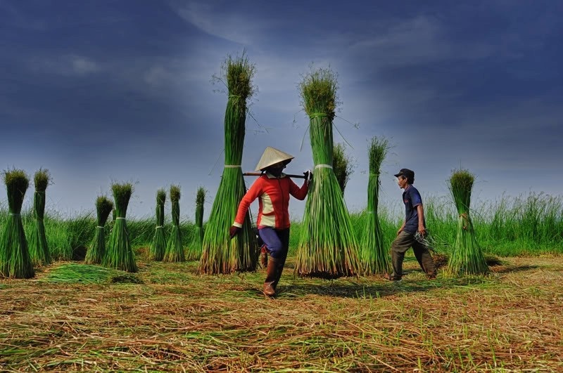 Cói sau khi thu hoạch được phơi khô