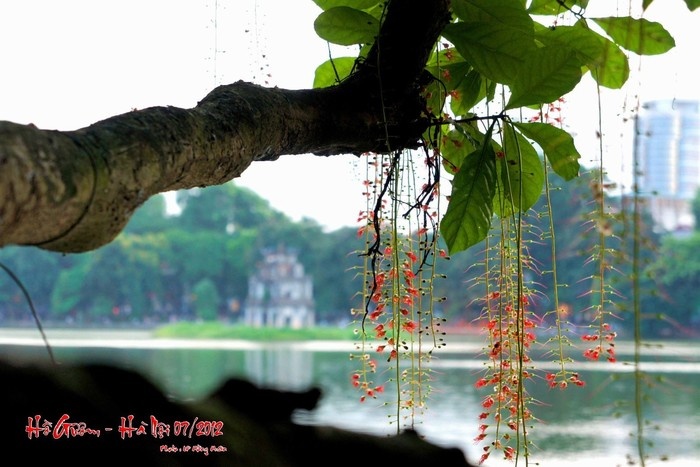 Lộc Vừng đỏ rực một góc Hồ Gươm  Hà Nội 
