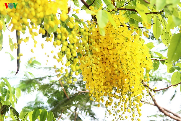 Muồng hoàng yến kiêu sa