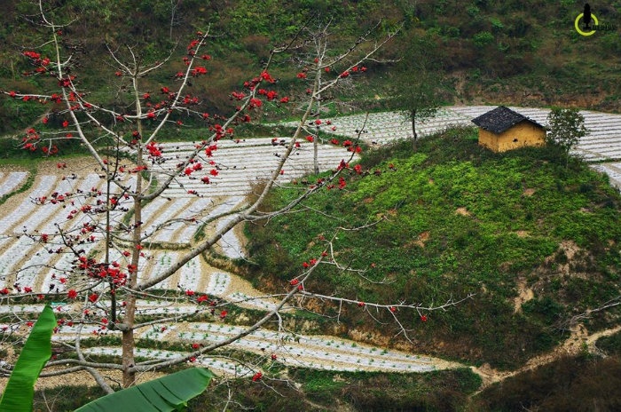 Mùa hoa gạo tháng 3 Miền Bắc