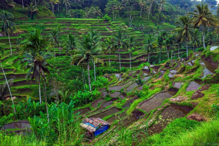 Bali có cả những cánh đồng mướt xanh nơi chân núi 