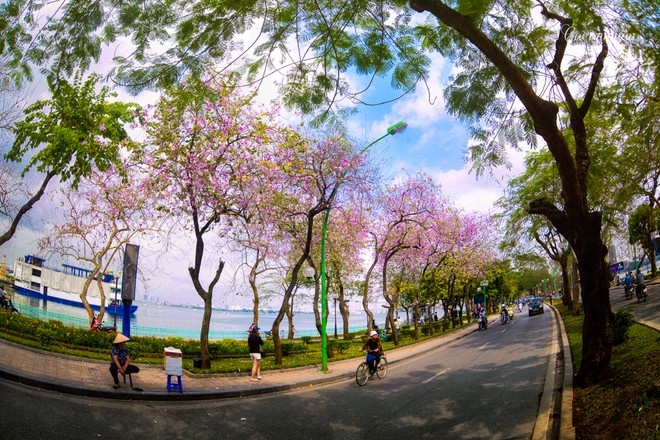Hoa ban Hà Nội mang đến hương vị Tây Bắc