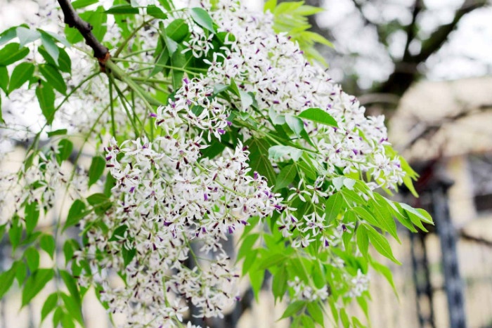 Hoa xoan Hà Nội mang đến cảm giác thư giãn