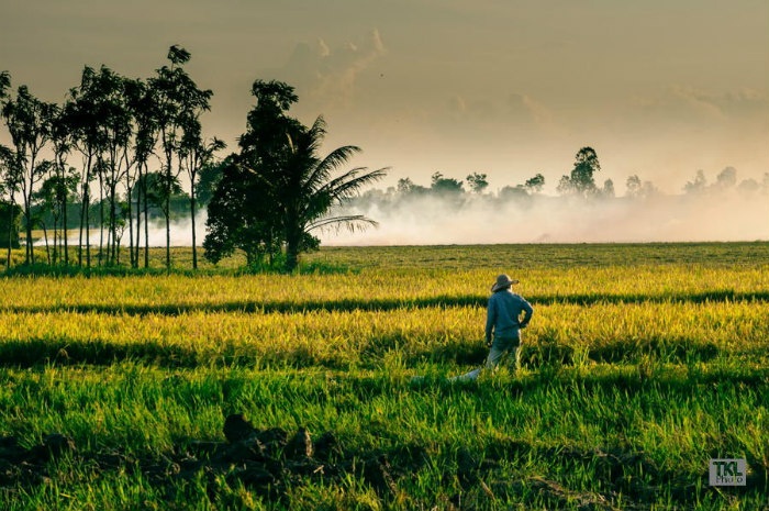 Miên man hương lúa chín sắp bước vào mùa vụ Tiền Giang