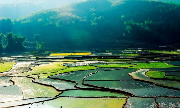 than uyên