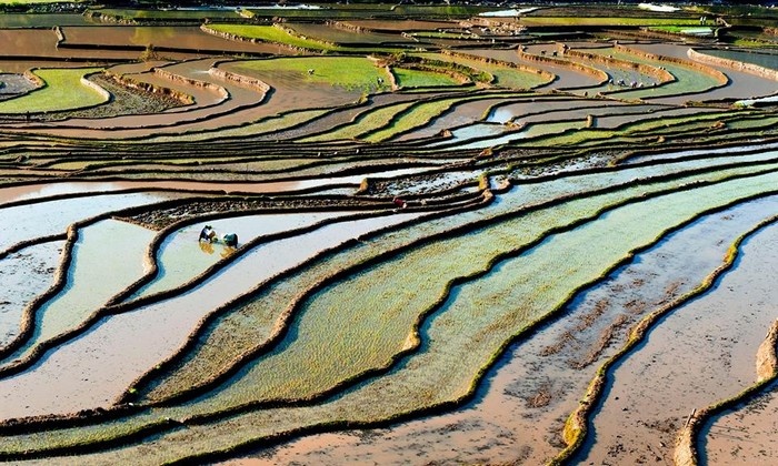 than uyên