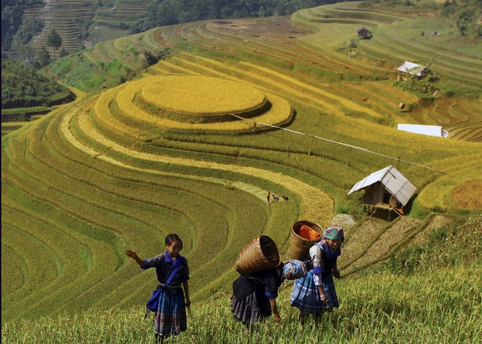 Mù Cang Chải 5