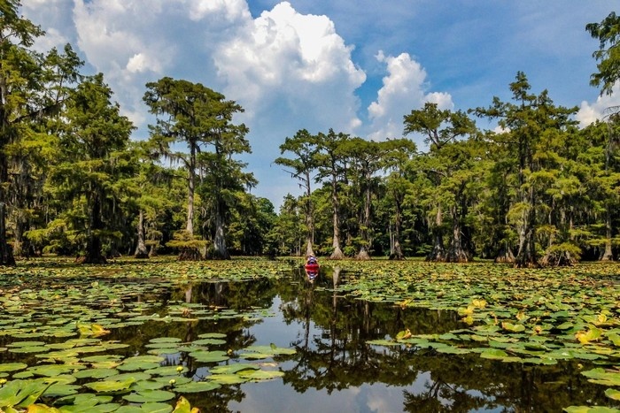 Lối vào khu rừng nổi trên hồ Caddo -