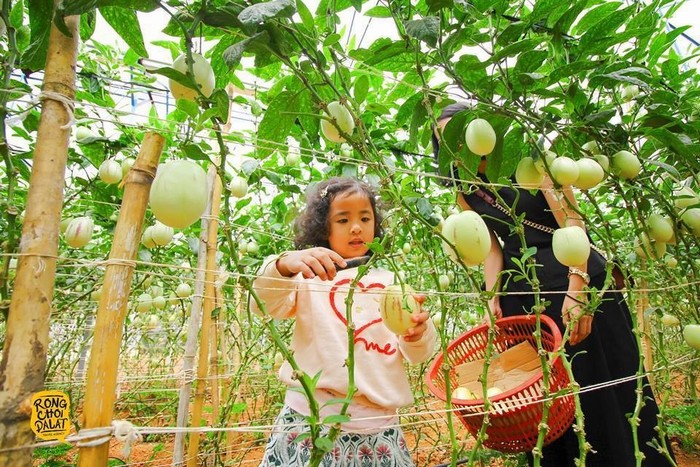 Em phụ mẹ hái quả