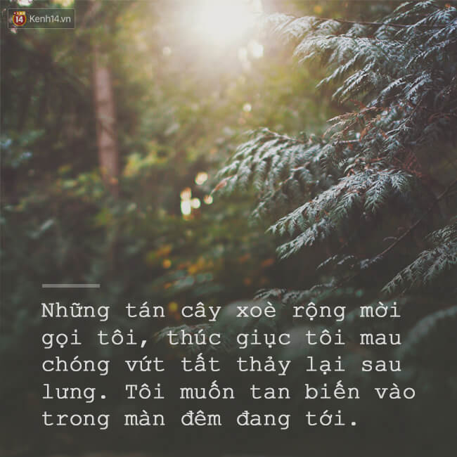  Thi thoảng, tôi lại nghe thấy tiếng rừng núi vẫy gọi mình. Tôi yêu những tán cây, những con đường mòn, tôi khao khát cảm giác hoà mình vào thiên nhiên.