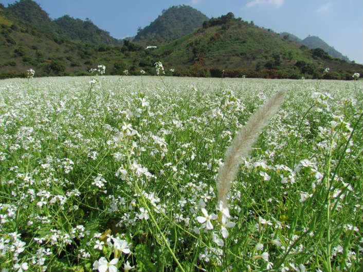 Cao Nguyên Mộc Châu mang sắc xuân tươi đẹp